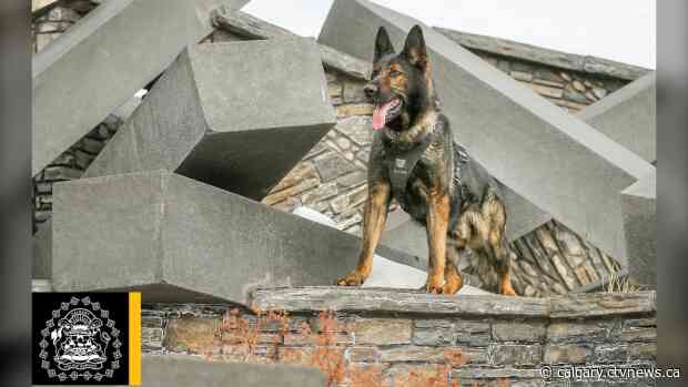 CPS patrol and drug detection dog dies weeks ahead of planned retirement