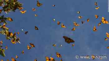 Second monarch butterfly conservationist found dead in Mexico