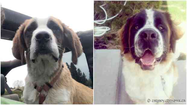 'It's heartbreaking, it's terrible': owner issues warning after 2 dogs apparently poisoned in Lethbridge