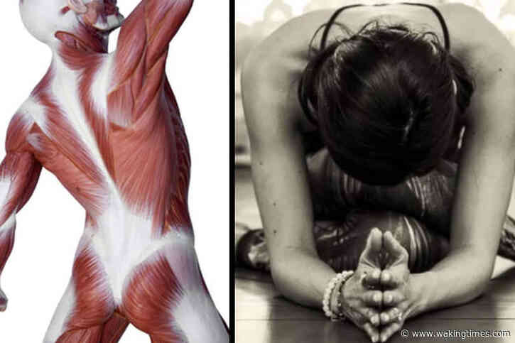 Unlocking the Secrets of Fascial Tissue May Be the Next Frontier in Natural Health