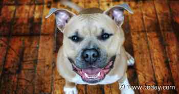 Should pit bulls be banned? This major city will decide next month