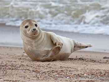 Gray seals clap underwater to communicate, study finds     - CNET