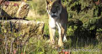 One of the oldest known lionesses in captivity dies at Sandstone sanctuary