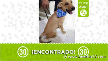 Este perrito fue encontrado en la salida de El Peñol - Minuto30.com
