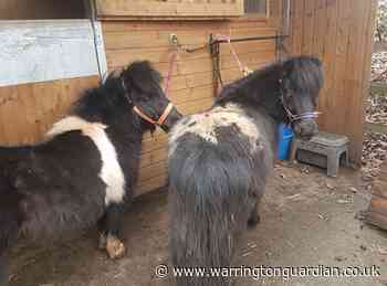 Pony party business to launch in Warrington