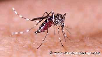 Alerta: confirman 45 casos de dengue en la provincia de Buenos Aires - Minuto Neuquen