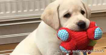 Dream job alert! 'Puppy parents' needed to look after adorable dogs