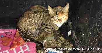 Weeks old kitten rescued after being found dumped in a bin in Durham