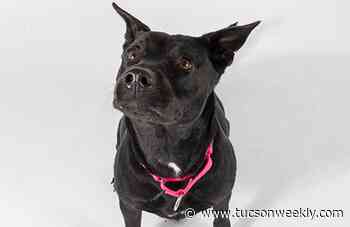 Adoptable Pets: Athena Needs a Home