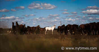Hired to Tame Horses, She Bonded With the People, Too