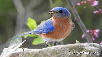 Feeding Bluebirds in Your Backyard Helps Fend Off Parasites