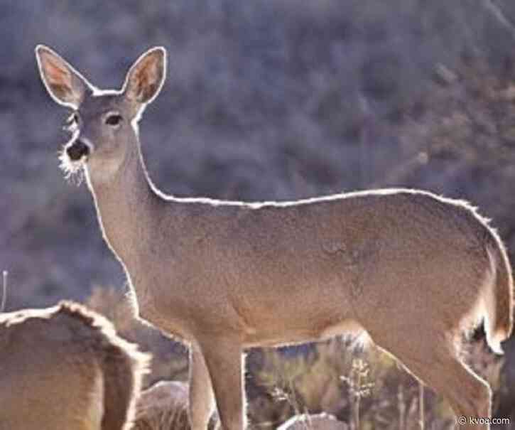 AZGFD offers reward in poaching of doe case