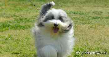 2 Calgary-area dogs competing in 2020 Westminster Kennel Club Dog Show