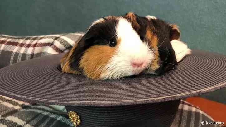 Handful of guinea pigs after abandoned on Pennsylvania road