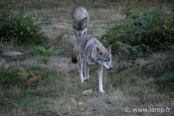 Un loup a-t-il été aperçu, dimanche, entre Pithiviers et Malesherbes ? - Pithiviers (45300) - La République du Centre