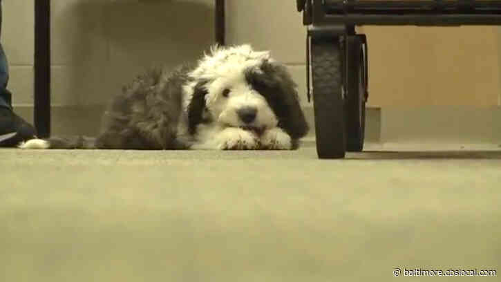 School Employs Therapy Puppy To Help Reduce Stress, Anxiety