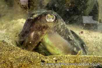Cuttlefish 'will eat fewer crabs if shrimp is on the menu' - Warrington Guardian