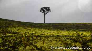 Öko-Suchmaschine - Bakterie gegen Goliath - Süddeutsche Zeitung