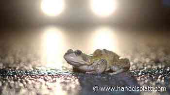 Wirtschaft, Handel & Finanzen: Erste Kröten auf Wanderschaft: Fuß vom Gas - Handelsblatt