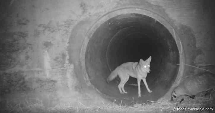 Why did the coyote and badger cross under the road? To avoid a serious problem caused by humans.