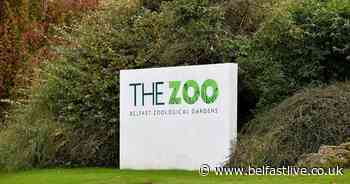 Northern Ireland Zoologist calls for public support for Belfast Zoo amid closure proposal - Belfast Live