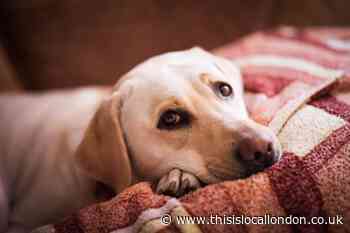 Vets warning to dog owners as vomiting condition spreads throughout the UK