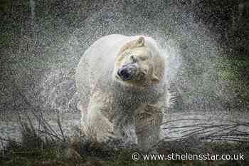 Rasputin the polar bear arrives at UK park - St Helens Star