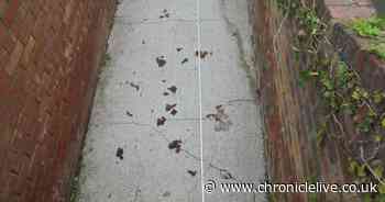 North Shields couple fined for leaving their back yard in this disgusting state