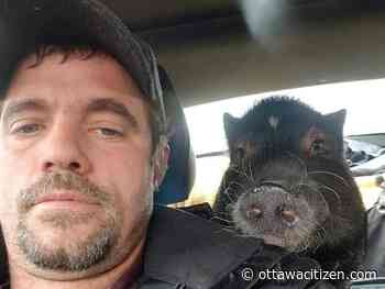 Woman arrested in Ottawa's second homicide of the year