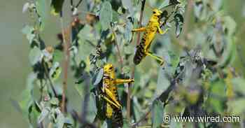 The Terrifying Science Behind the Locust Plagues of Africa