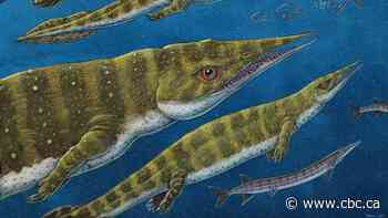 Fossil of sea monster with needle-sharp snout found on Alaskan island