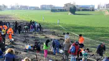 Castenaso: studenti e genitori piantano 2mila nuovi alberi - BolognaToday