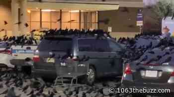 Houston Parking Lot Looks Like a Scene from 'The Birds' - 1063thebuzz.com