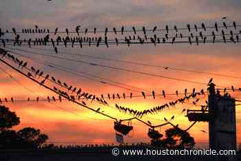 Grackles giving us the side-eye. And other Houston gripes. - Houston Chronicle