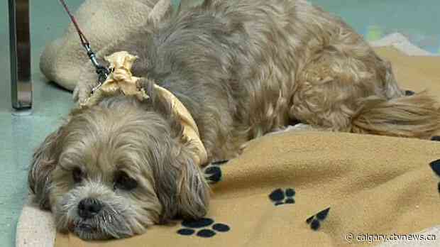 World Read Aloud Day goes to the dogs in Calgary, but in a good way