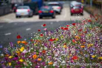 Wildflower power! Urban meadows take root across Poland's cities as eco-entrepreneur battles for a greener future - The First News