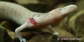 One blind cave salamander stayed still for a whopping seven years     - CNET