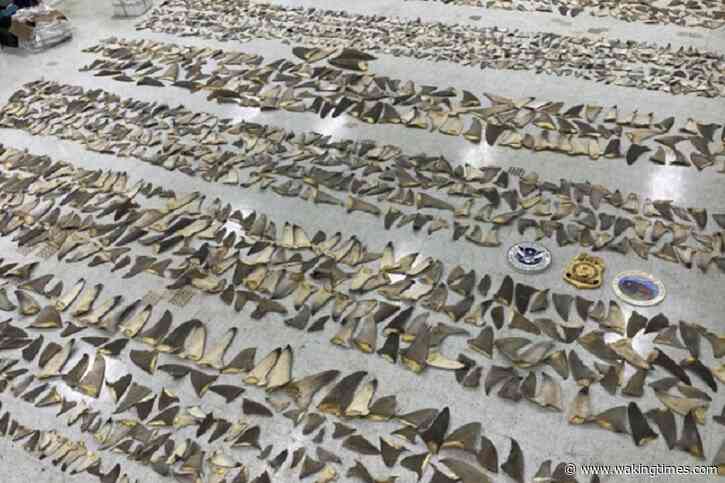 1,400 Pounds of Shark Fins Worth Nearly $1 Million Seized in Miami