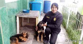Policía construyó 40 casas para que perros se protejan del frío en Cerro de Pasco - Diario Trome