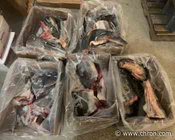 Texas game wardens put the bite on illegal sale of shark fins at restaurants and markets