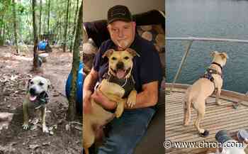 Meet Lola, the Houston dog saved from an alleged dogfighting ring that has a new lease on life