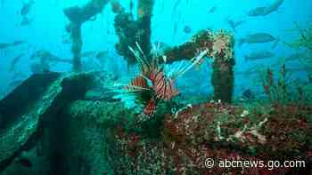 Open sores are lowering the number of lionfish