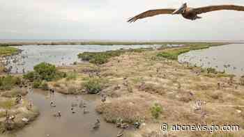 BP oil spill cash rebuilds eroded Louisiana pelican island