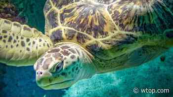 Baltimore Aquarium sea turtle ‘Calypso’ dies suddenly - WTOP