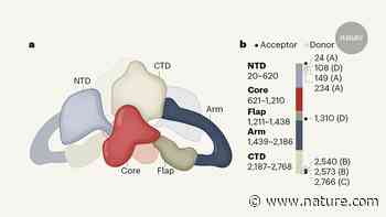 Molecular architecture of the key precursor of thyroid hormones revealed - Nature.com