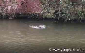 Crazy otters spotted playing in the River Foss