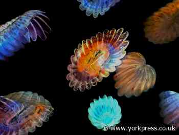 New glass exhibition in York
