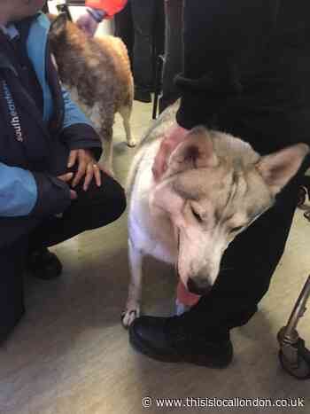 Delays after runaway huskies safely rescued from railway tracks