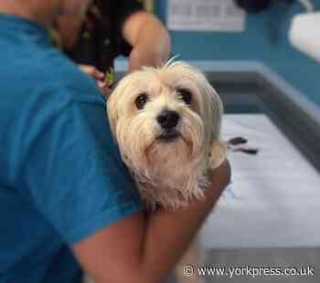 UK dog vomiting bug 2020: your questions answered by vets