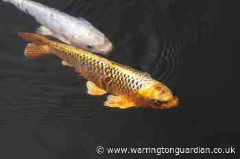 Bodybuilder faked injuries after falling into Koi carp pond